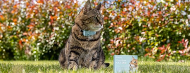 Katt som bærer en blå Tractive GPS-kattetracker utendørs