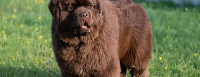 brown Newfoundland dog standing on grass
