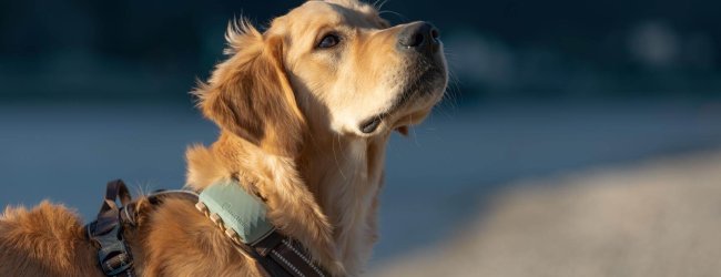 chien portant un harnais pour chien à l'extérieur