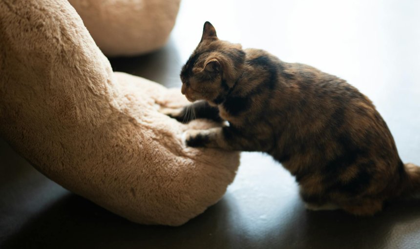 a cat making biscuits on a soft plush pillow