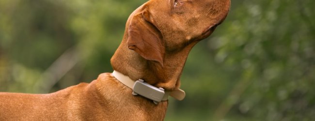 Een bruine hond met een Tractive GPS-tracker om