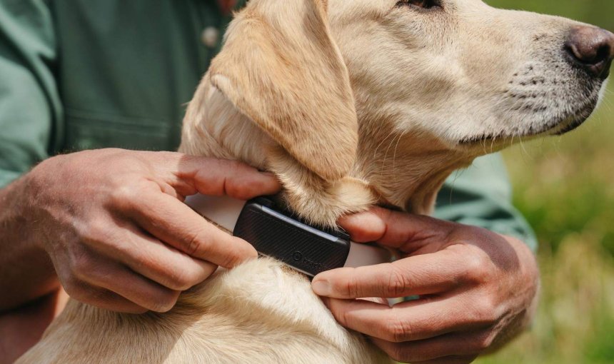 A dog wearing a Tractive GPS tracker