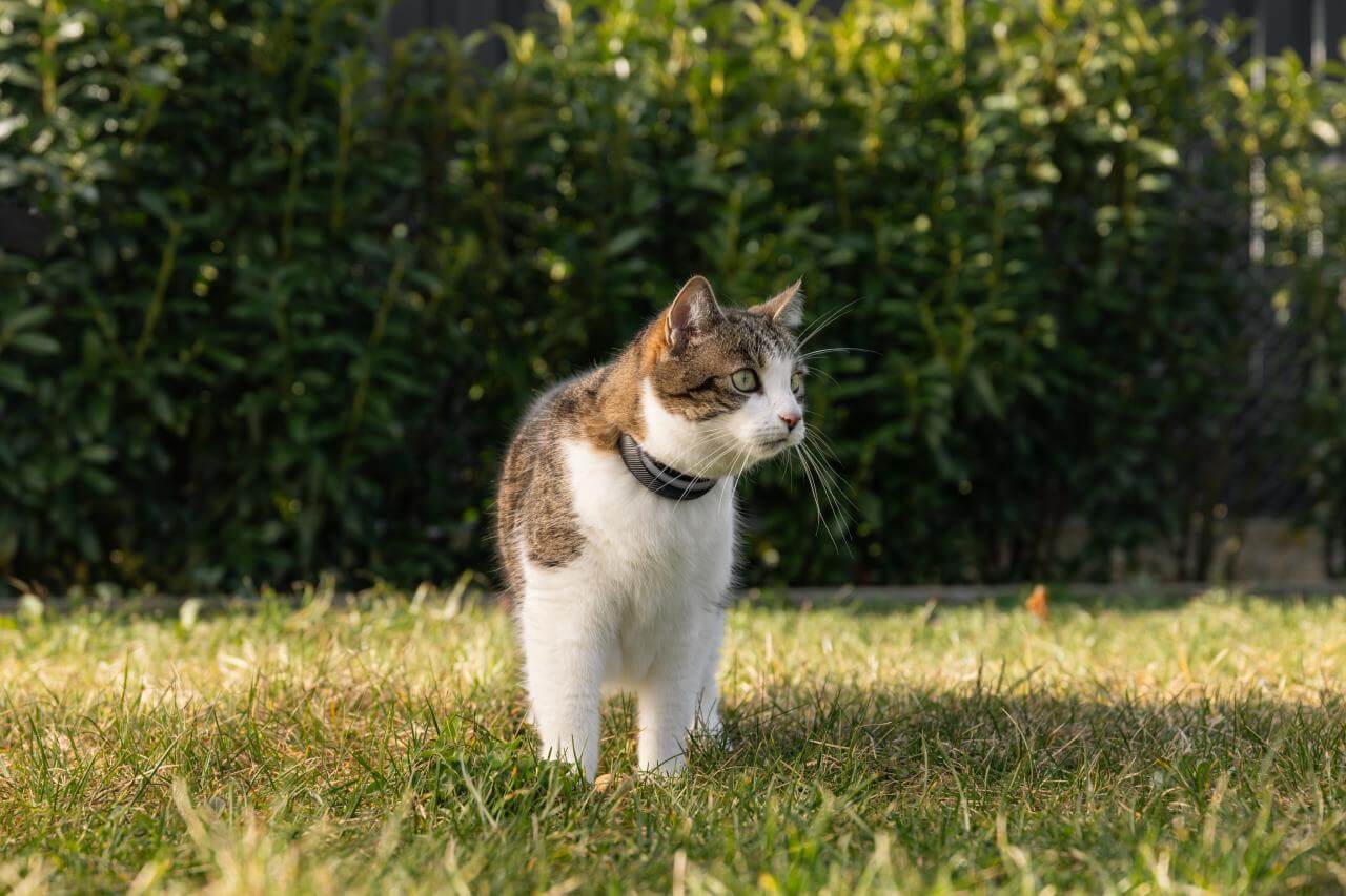 A cat wearing a GPS smart tracker outdoors