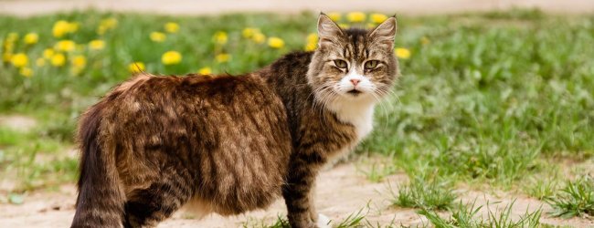 schwangere Katze spaziert im Garten herum