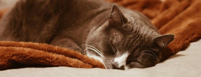 Braune Katze schläft auf einer Decke