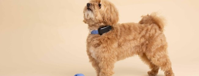 Liten lys brun hund som har på seg et blått halsbånd med Tractive GPS-tracker, står ved siden av hundeleker
