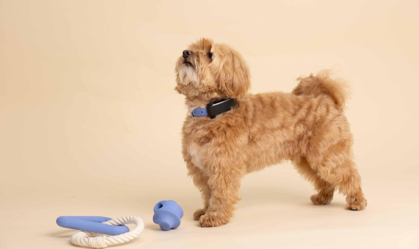 Kleine lichtbruine hond draagt een blauwe halsband met Tractive GPS-tracker, staat naast hondenspeelgoed