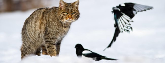 Katze im Schnee pirscht zwei Vögel an