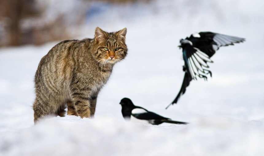 Katze im Schnee pirscht zwei Vögel an