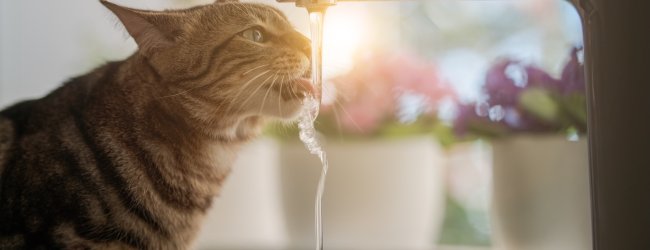 cat drinking water from tap