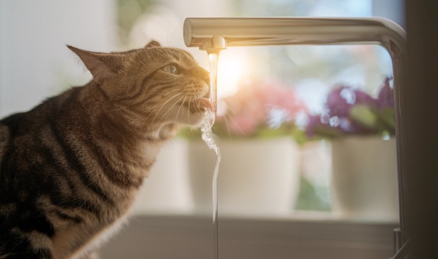 cat drinking water from tap