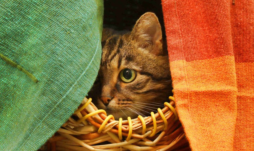 A cat sitting in a basket hiding behind cloths