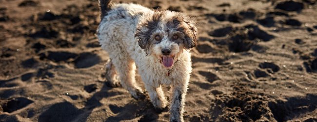dog on the beach