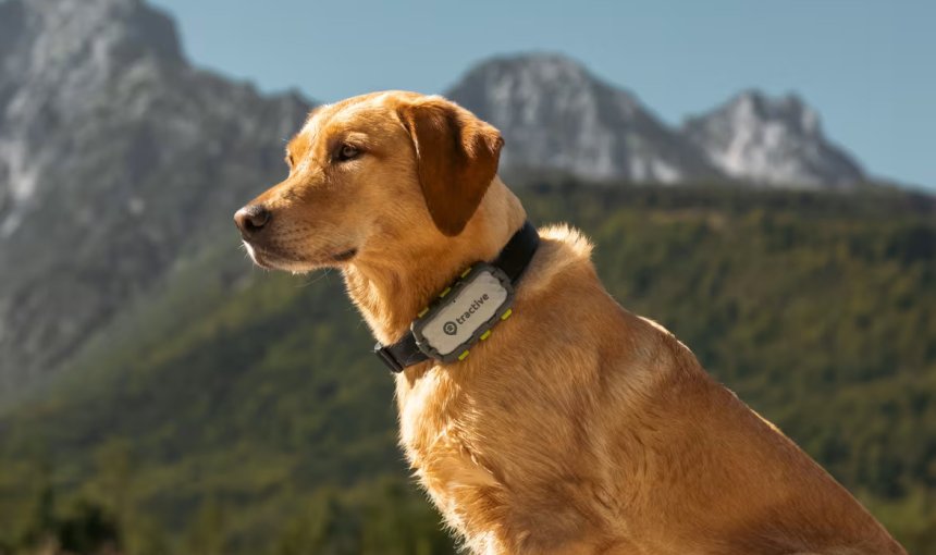 A dog wearing a Tractive GPS tracker
