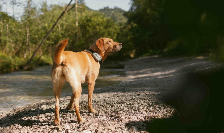 Un cane con un localizzatore Tractive sul collare