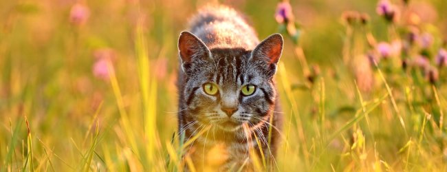 Cat in meadow, back lit by golden evening summer light