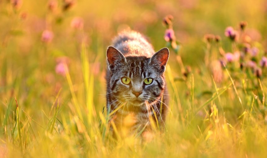 Cat in meadow, back lit by golden evening summer light
