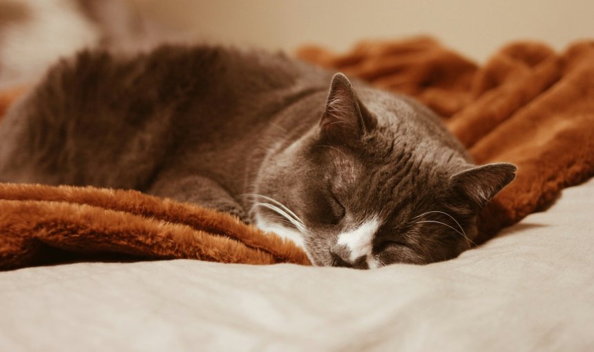 Katze schläft auf einer Decke