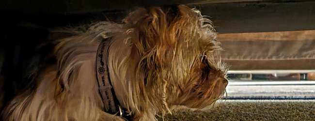 A dog hiding under a bed