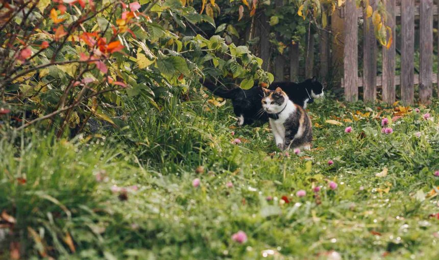 A pair of cats in a garden wearing Tractive GPS trackers