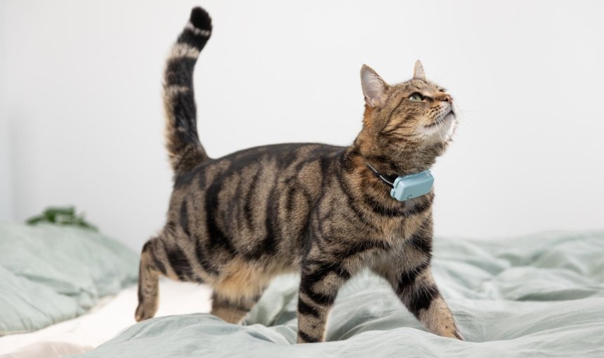 Eine Katze trägt einen Tractive GPS & Health Tracker