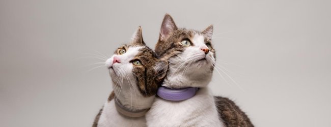 Zwei Katzen nebeneinander tragen Tractive GPS Tracker