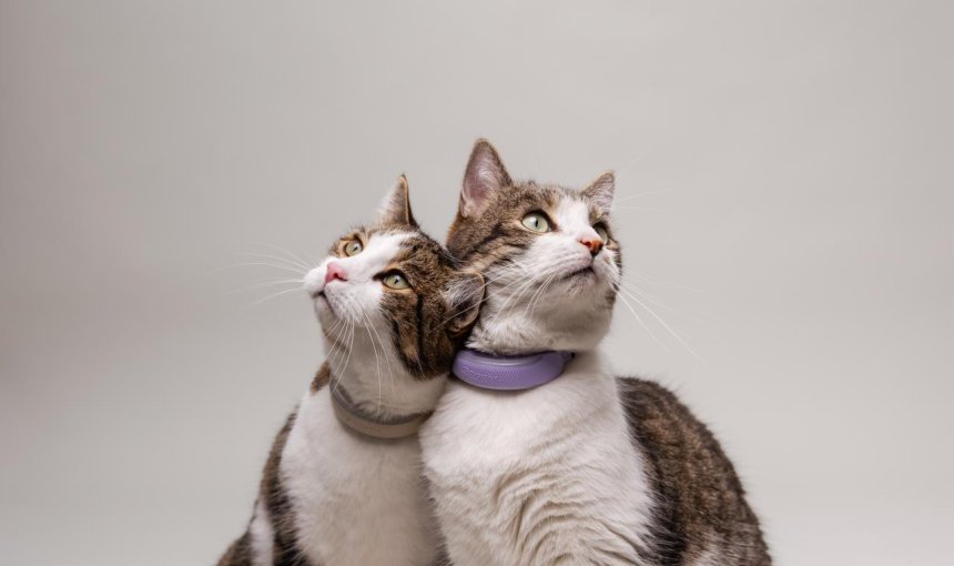 Zwei Katzen nebeneinander tragen Tractive GPS Tracker