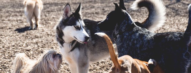 A pack of dogs playing at a park