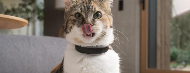Katze trägt Tractive GPS Tracker und streckt Zunge heraus