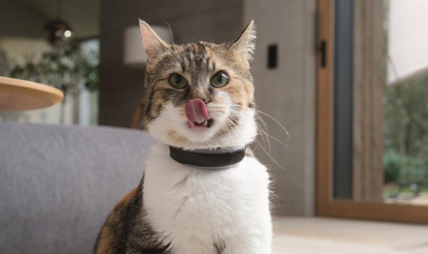 Katze trägt Tractive GPS Tracker und streckt Zunge heraus
