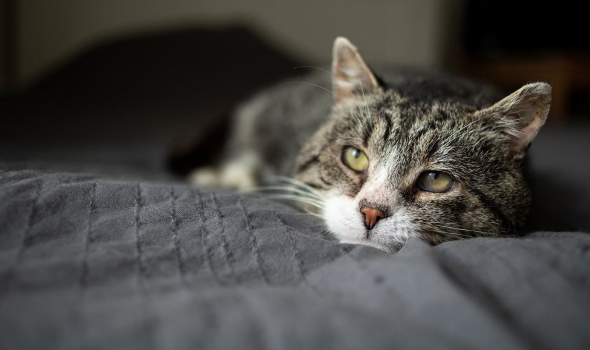 kranke Katze liegt auf einer Decke