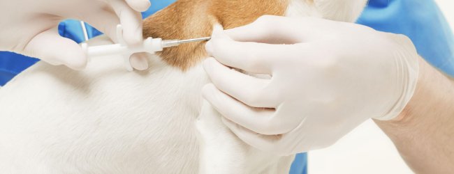 hund får mikrochip