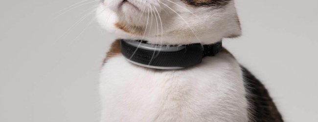 gato marrón con localizador
