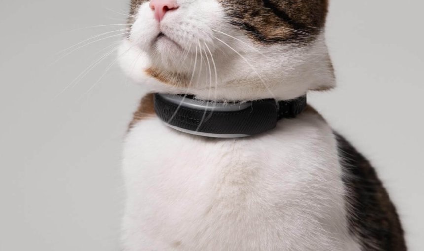 gato marrón con localizador