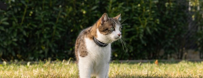 Katze im Freien trägt Tractive GPS Tracker