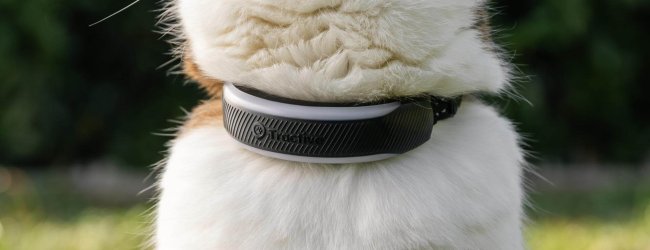 Close up of a cat wearing a cat gps tracker on their neck/collar