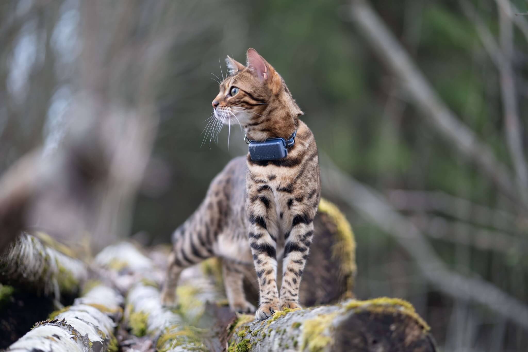 Tractive Saved My Cat's Life: 10 Incredible True Stories - Tractive Tractive Saved My Cat's Life: 10 Incredible True Stories - Tractive