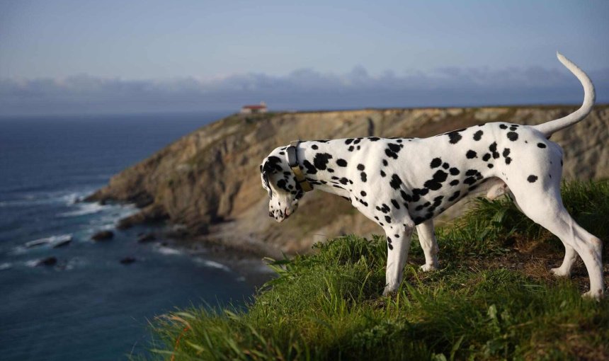 A blind dog wearing a Tractive GPS & Health tracker