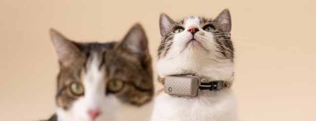 A pair of cats wearing Tractive GPS trackers