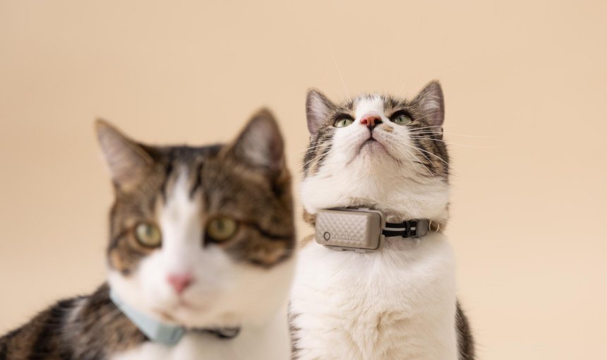 A pair of cats wearing Tractive GPS trackers