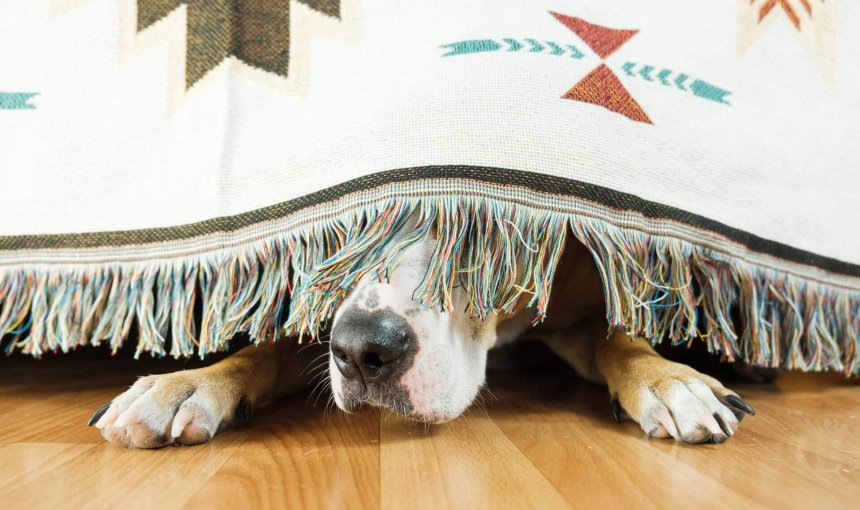 Hund versteckt sich unter einer Decke