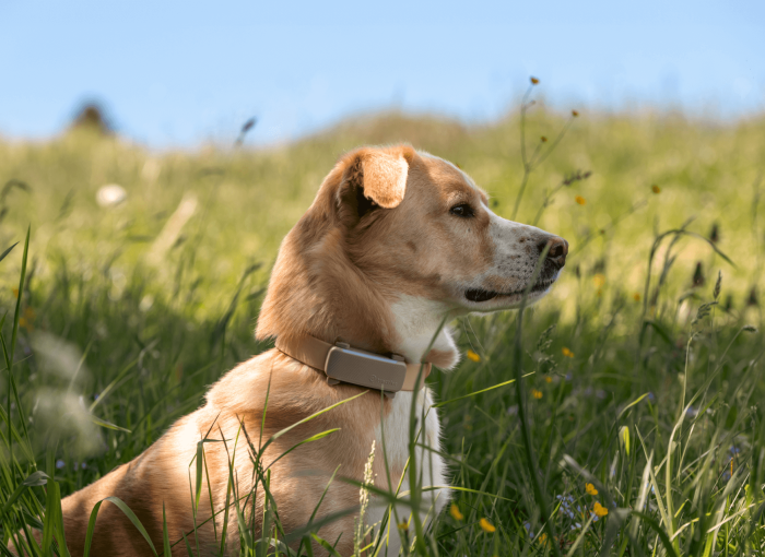 Labrador retriever sits in tall grass wearing Tractive GPS and Health tracker on collar