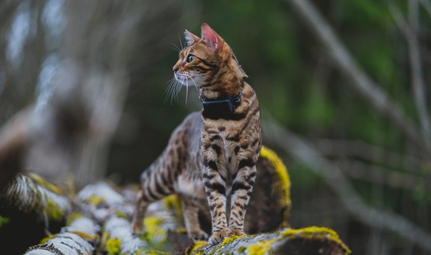A cat wearing a Tractive GPS tracker outdoors