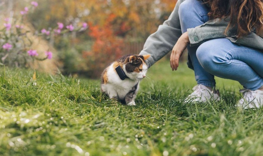 A cat wearing a Tractive GPS & Health tracker
