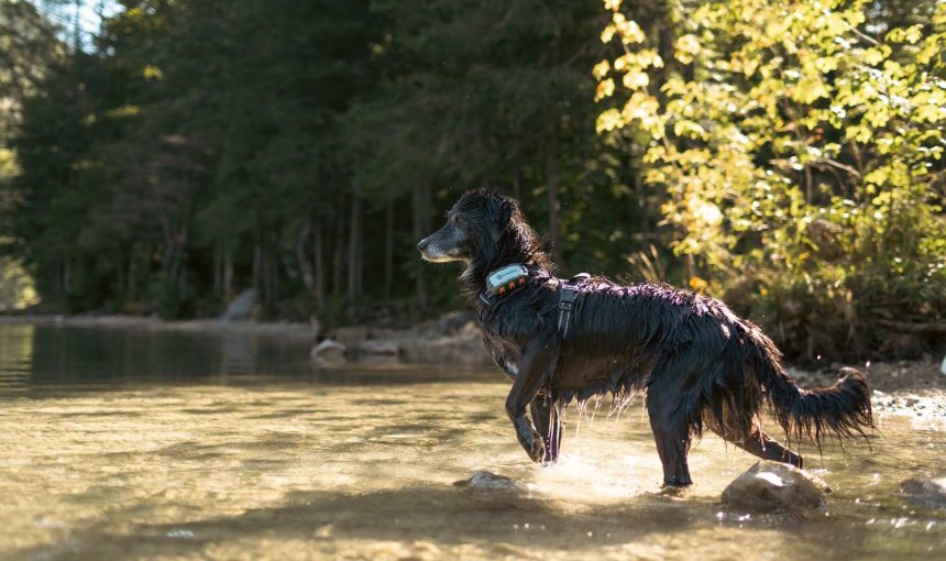 A dog wearing a harness and GPS tracker