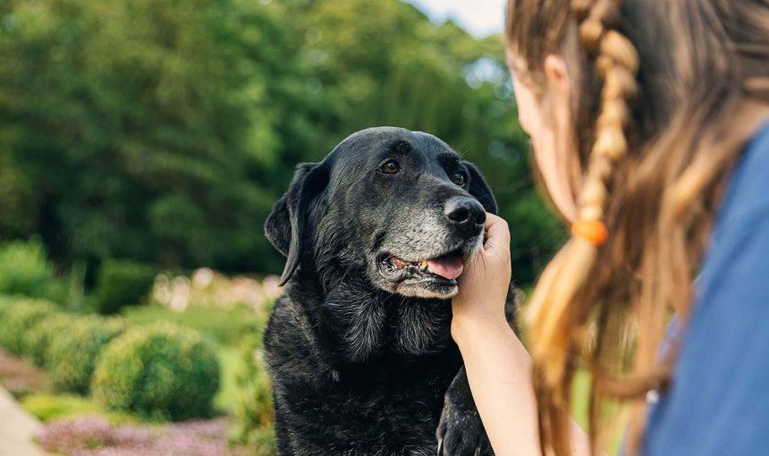a woman petting an old black dog outdoors