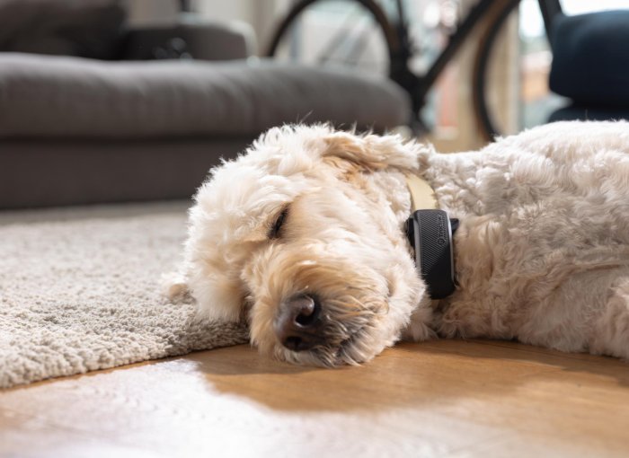 A dog sleeping with a Tractive GPS tracker on