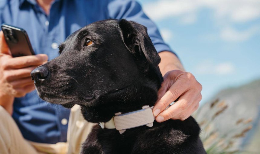 black dog wearing GPS dog tracking collar from Tractive outdoors with a man looking at his smartphone in the background