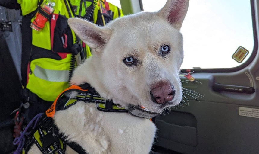 white Husky Akita mix dog in a helicopter