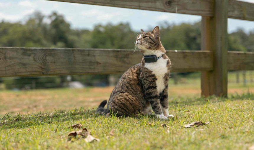A cat wearing a Tractive GPS tracker next to a wooden fence